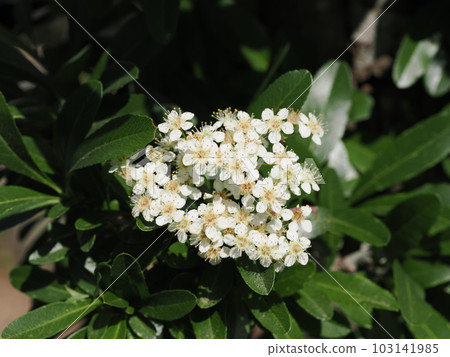Small white flowers of pyracanthus blooming in the garden Small white flowers of pyracanthus blooming in the garden 103141985