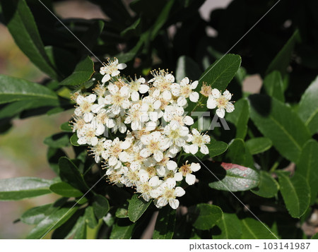 Small white flowers of pyracanthus blooming in the garden Small white flowers of pyracanthus blooming in the garden 103141987