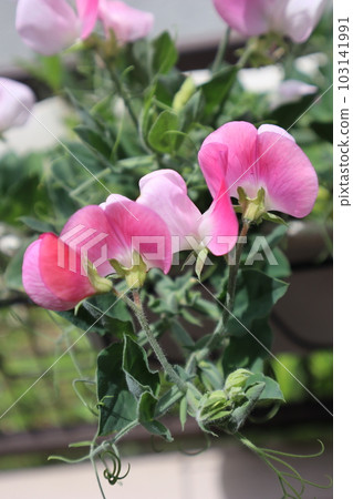 Dwarf sweet pea grown from seeds Dwarf sweet pea grown from seeds 103141991