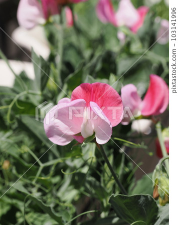 可愛的矮香豌豆花瓣 可愛的矮香豌豆花瓣 103141996