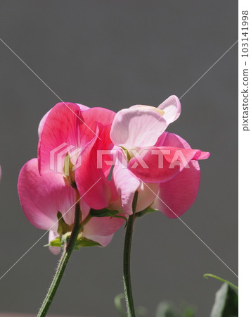 可愛的矮香豌豆花瓣 103141998