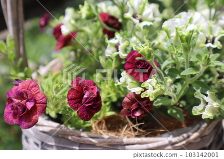 Calibrachoa 和矮牽牛群種植 Calibrachoa 和矮牽牛群種植 103142001