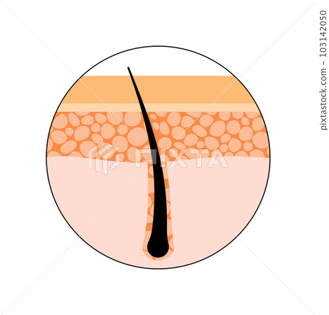 Human hair anatomy Human hair anatomy 103142050