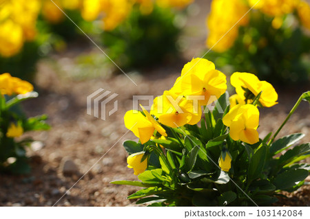 20230424_ Senshu Park flower 1 20230424_ Senshu Park flower 1 103142084