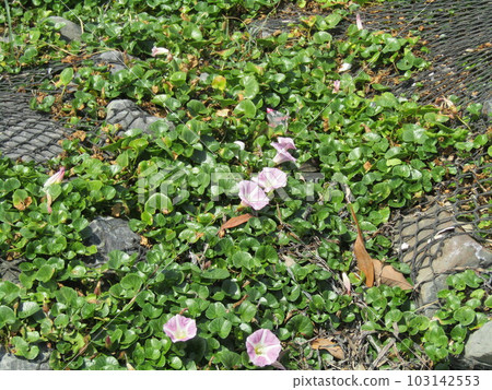 Beautiful pink flowers blooming on Kemigawa Beach 103142553
