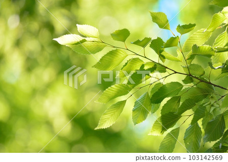 Fresh green (N) 103142569