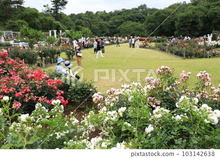 生田綠地埋葬花園的春天玫瑰 103142638