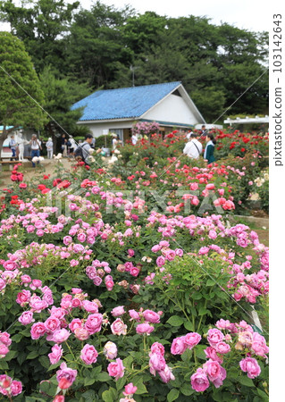 生田綠地埋葬花園的春天玫瑰 103142643