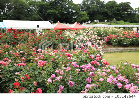 Spring Rose of Ikuta Green Space Burial Garden Spring Rose of Ikuta Green Space Burial Garden 103142644