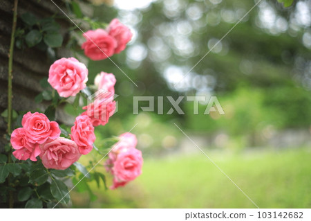 Spring Rose of Ikuta Green Space Burial Garden 103142682