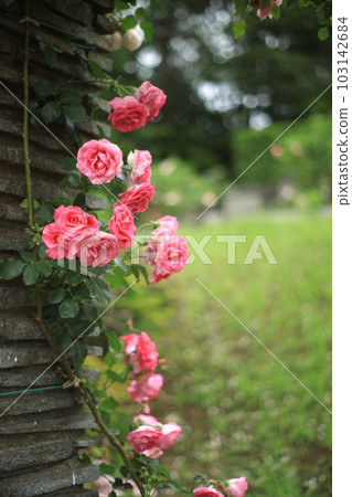 Spring Rose of Ikuta Green Space Burial Garden Spring Rose of Ikuta Green Space Burial Garden 103142684