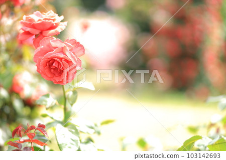 Spring Rose of Ikuta Green Space Burial Garden 103142693