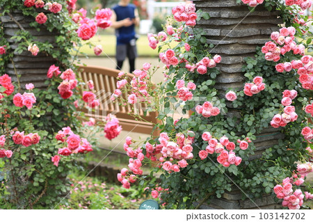 Spring Rose of Ikuta Green Space Burial Garden Spring Rose of Ikuta Green Space Burial Garden 103142702