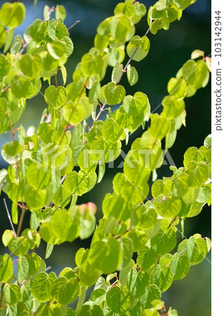 桂葉鮮綠(N) 桂葉鮮綠(N) 103142944