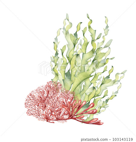 Sea plants, coral watercolor illustration isolated on white background. Pink agar agar seaweed, laminaria hand drawn. Design element for package, label, advertising, wrapping, marine collection Sea plants, coral watercolor illustration isolated on white background. Pink agar agar seaweed, laminaria hand drawn. Design element for package, label, advertising, wrapping, marine collection 103143119