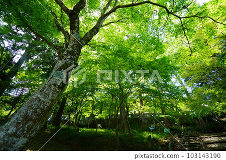 京都正法寺青楓的近景 京都正法寺青楓的近景 103143190