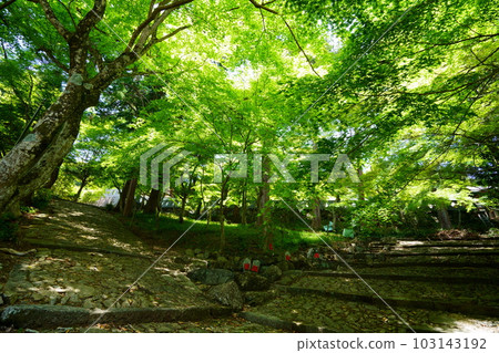 京都正法寺青楓的近景 京都正法寺青楓的近景 103143192