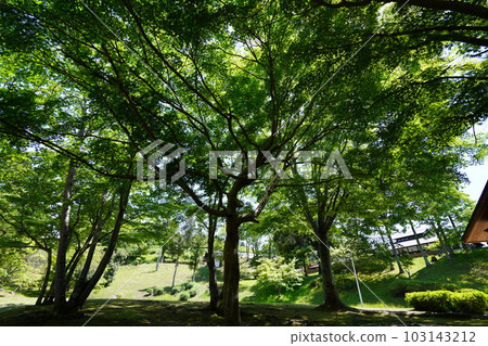 京都和束運動公園的新綠風景 103143212