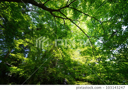 Green maple of the old tree of Shoboji, an old temple in Kyoto Green maple of the old tree of Shoboji, an old temple in Kyoto 103143247