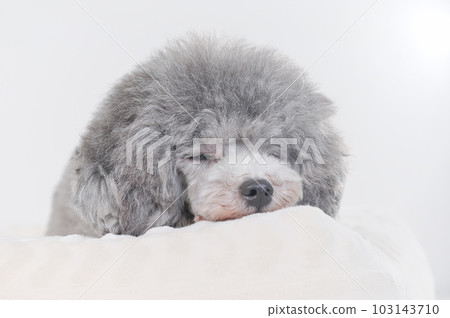 在床上睡著的狗 玩具貴賓犬 103143710