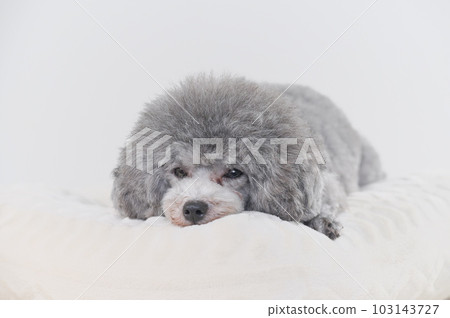 A dog that falls asleep on the bed Toy poodle 103143727