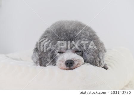 在床上睡著的狗 玩具貴賓犬 103143780