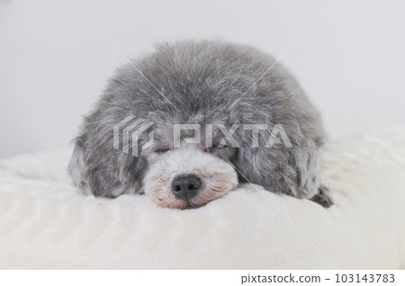 A dog that falls asleep on the bed Toy poodle 103143783