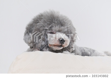 A dog that falls asleep on the bed Toy poodle 103143802