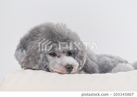 A dog that falls asleep on the bed Toy poodle A dog that falls asleep on the bed Toy poodle 103143807