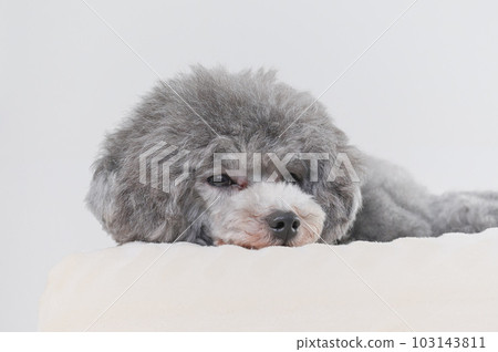 A dog that falls asleep on the bed Toy poodle 103143811