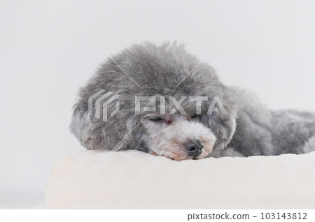A dog that falls asleep on the bed Toy poodle 103143812
