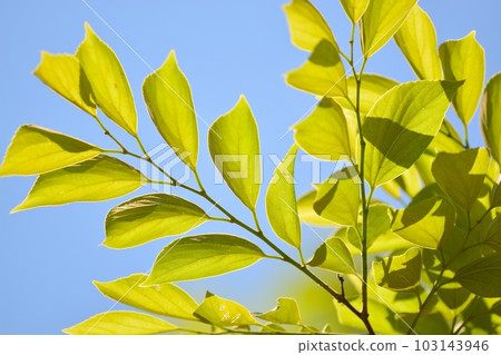 Fresh green of Enoki 103143946