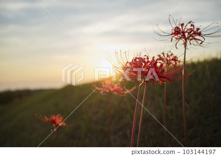 Higanbana Obon Higan 02 103144197