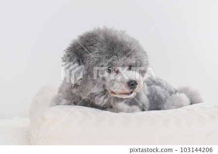 在床上睡著的狗 玩具貴賓犬 在床上睡著的狗 玩具貴賓犬 103144206