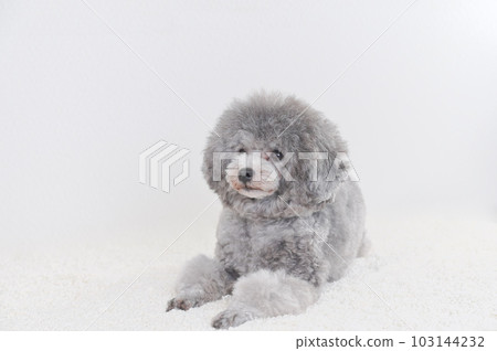 toy poodle toy poodle 103144232