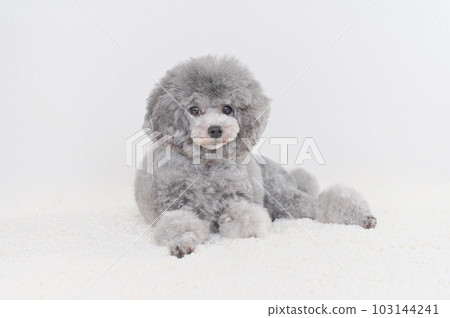toy poodle toy poodle 103144241
