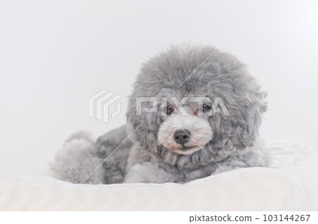 在床上睡著的狗 玩具貴賓犬 在床上睡著的狗 玩具貴賓犬 103144267