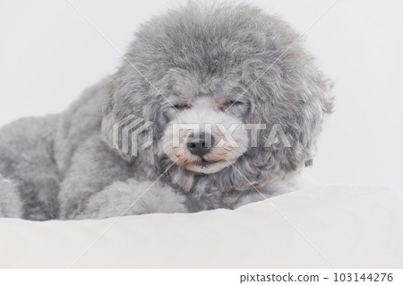 在床上睡著的狗 玩具貴賓犬 在床上睡著的狗 玩具貴賓犬 103144276