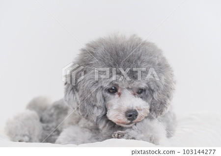 在床上睡著的狗 玩具貴賓犬 在床上睡著的狗 玩具貴賓犬 103144277