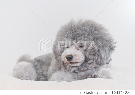 在床上睡著的狗 玩具貴賓犬 在床上睡著的狗 玩具貴賓犬 103144283