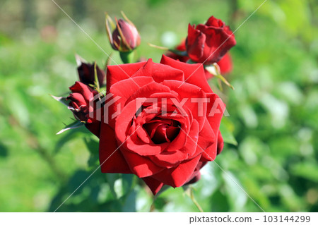 燦爛的玫瑰花......色彩繽紛 燦爛的玫瑰花......色彩繽紛 103144299