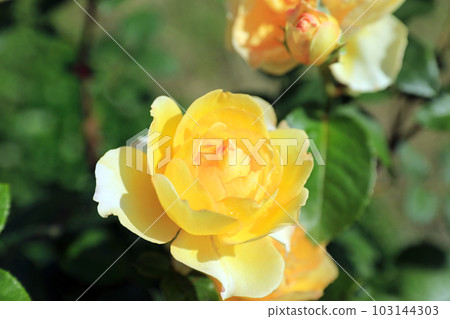 Splendid rose flowers... colorful 103144303