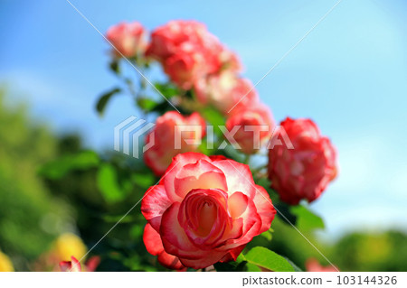 Splendid rose flowers... colorful 103144326