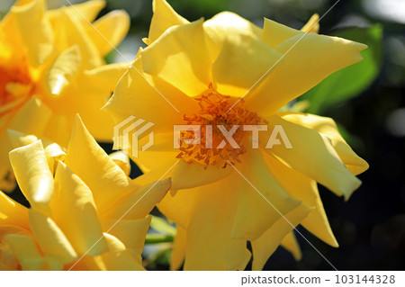 燦爛的玫瑰花......色彩繽紛 燦爛的玫瑰花......色彩繽紛 103144328