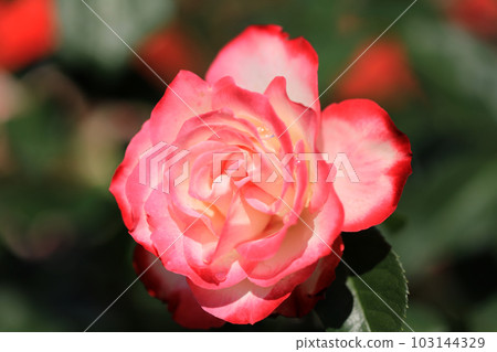 燦爛的玫瑰花......色彩繽紛 燦爛的玫瑰花......色彩繽紛 103144329