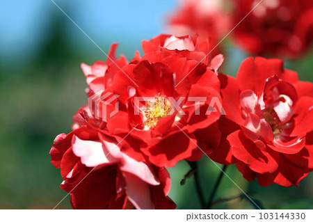 燦爛的玫瑰花......色彩繽紛 燦爛的玫瑰花......色彩繽紛 103144330