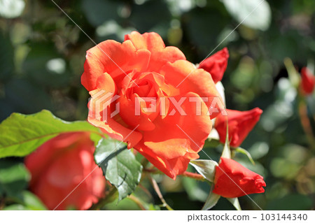 燦爛的玫瑰花......色彩繽紛 燦爛的玫瑰花......色彩繽紛 103144340