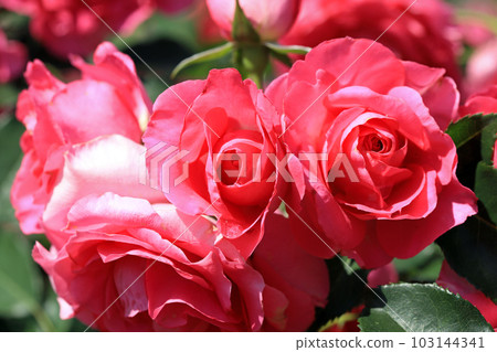 燦爛的玫瑰花......色彩繽紛 燦爛的玫瑰花......色彩繽紛 103144341