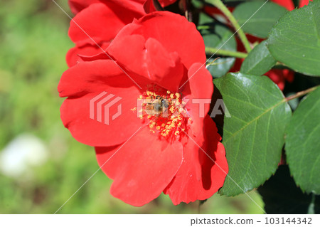 燦爛的玫瑰花......色彩繽紛 燦爛的玫瑰花......色彩繽紛 103144342