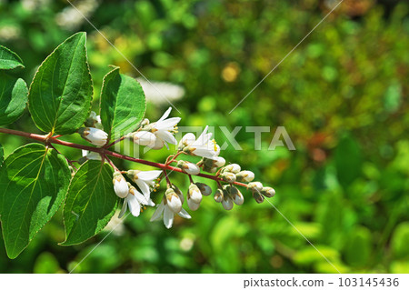 白色溲疏花(春季、5 月) 白色溲疏花(春季、5 月) 103145436